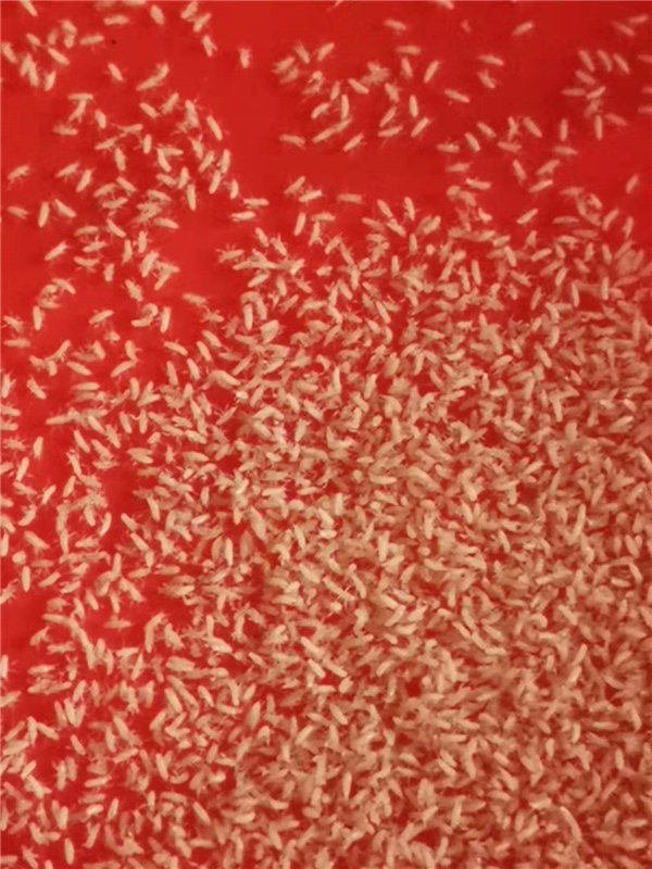 金蟬蟬蟻養殖